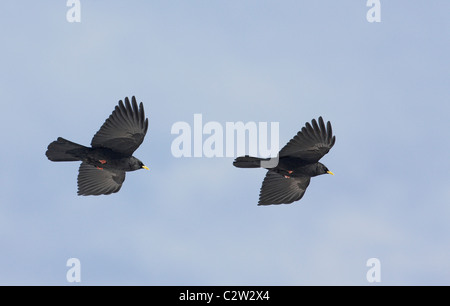 Gelb-billed Alpenkrähe, Alpine Alpenkrähe (Pyrrhocorax Graculus). Zwei Personen im Flug. Stockfoto