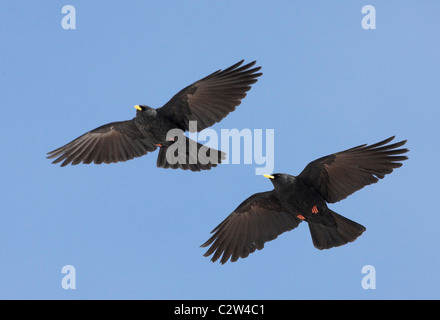 Gelb-billed Alpenkrähe, Alpine Alpenkrähe (Pyrrhocorax Graculus). Zwei Personen im Flug. Stockfoto