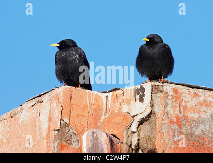 Gelb-billed Alpenkrähe, Alpine Alpenkrähe (Pyrrhocorax Graculus). Zwei Personen thront auf einer Wand. Stockfoto