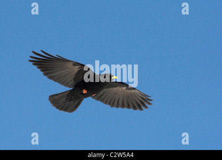 Gelb-billed Alpenkrähe, Alpine Alpenkrähe (Pyrrhocorax Graculus) im Flug. Stockfoto