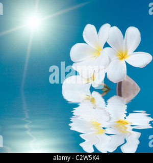 Tropische Blumen Plumeria Alba und Muschel im Meer Stockfoto