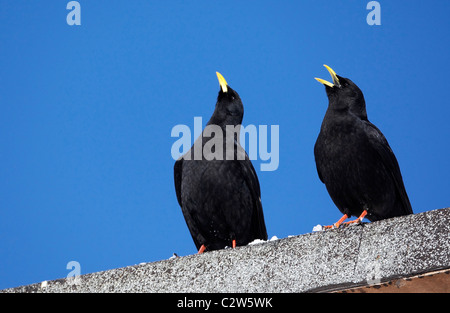 Gelb-billed Alpenkrähe, Alpine Alpenkrähe (Pyrrhocorax Graculus). Zwei Personen stehen an der Wand während des Anrufs. Stockfoto