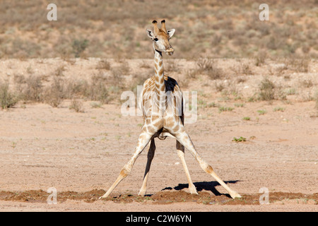 Giraffe, Giraffe Giraffa, an Wasser, Kgalagadi Transfrontier Park, Northern Cape, South Africa Stockfoto