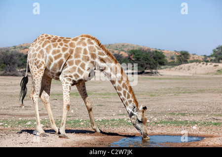 Giraffe, Giraffe Giraffa, trinken, Kgalagadi Transfrontier Park, Northern Cape, Südafrika Stockfoto