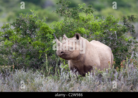 Spitzmaul-Nashorn, Diceros Bicornis, Kwandwe privaten Wildreservat, Südafrika Stockfoto