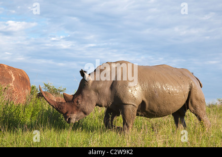 Breitmaulnashorn Bull, Ceratotherium Simum, Ithala game Reserve, Kwazulu Natal, Südafrika Stockfoto