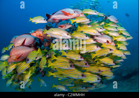 Schule Bluestripe Snapper, Lutjanus Kasmira und Buckelwale Snapper, Lutjanus Gibbus Sodwana Bay, Südafrika Stockfoto