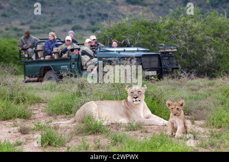 Touristen, die gerade Löwen, Panthera Leo, Südafrika Stockfoto