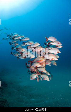 Buckelwale Snapper, Lutjanus Gibbus, Sodwana Bay, Südafrika Stockfoto