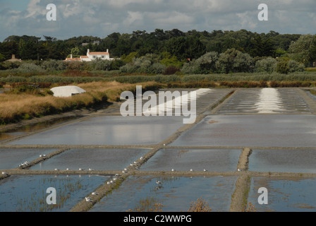 Salinen für Ozean-Salz der Île de Noirmoutier an der französischen Atlantikküste Insel Noirmoutier in der Vendée, Pays De La Loire Stockfoto