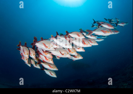 Buckelwale Snapper, Lutjanus Gibbus, Sodwana Bay, Südafrika Stockfoto