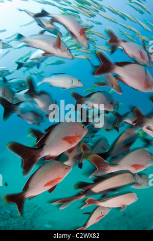 Buckelwale Snapper, Lutjanus Gibbus, Sodwana Bay, Südafrika Stockfoto