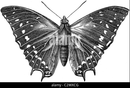 Buchillustration des 19. Jahrhunderts, 9. Auflage (1875) der Encyclopaedia Britannica, Schmetterling, Nymphalis Ethea entnommen Stockfoto