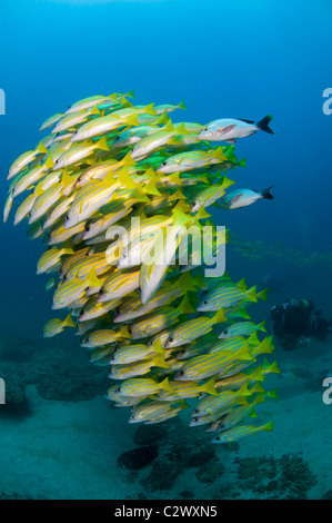 Schule Bluestripe Snapper, Lutjanus Kasmira, Sodwana Bay, Südafrika Stockfoto