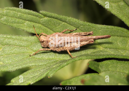 Schlanke Groundhopper (Tetrix Subulata: Tetrigidae), UK. Stockfoto
