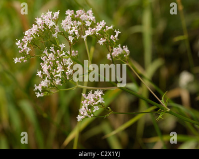 Gemeinsamen Baldrian, Valeriana officinalis Stockfoto