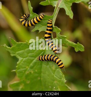 Zinnober Moth (Caterpillar), Tyria jacobaeae Stockfoto