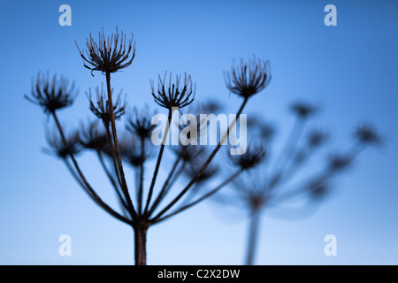 Mattierte Seedhead detail, Karotte Familie Apiaceae, Northumberland, UK Stockfoto