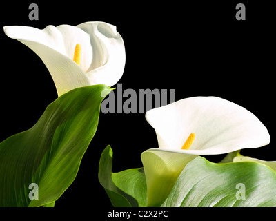 Zwei Calla Lilien auf schwarzem Hintergrund isoliert. Stockfoto