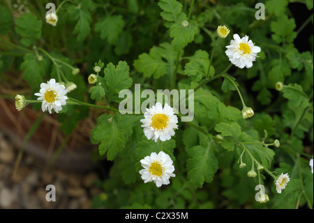 Mutterkraut Tanacetum parthenium Stockfoto