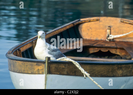 Möwe, thront auf dem Bogen ein Ruderboot Stockfoto