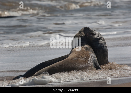 Kegelrobben an der Küste tummeln Stockfoto