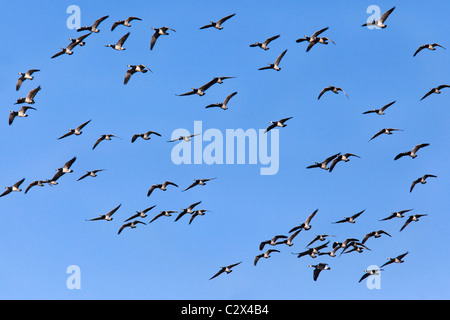 Weißwangengans, Branta Leucopsis, Caerlaverock Wildlife und Feuchtgebiete Vertrauen Reserve, Dumfries and Galloway, Schottland, Großbritannien Stockfoto