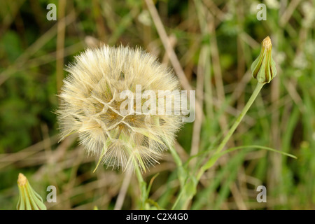 Goat's-Beard, seed Tragopogon Pratensis Kopf Stockfoto