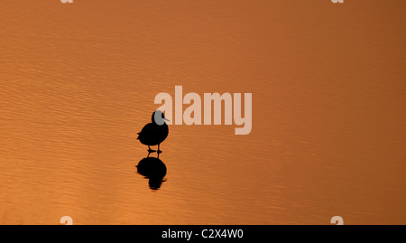 Silhouette der eine einsame Ente bei Sonnenuntergang an einem ruhigen See, Warwickshire Stockfoto