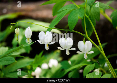 Lamprocapnos Spectabilis 'Alba' Stockfoto