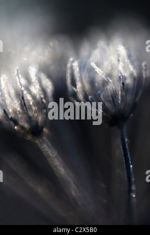 Mattierte Seedhead detail, Karotte Familie Apiaceae, Northumberland, UK Stockfoto