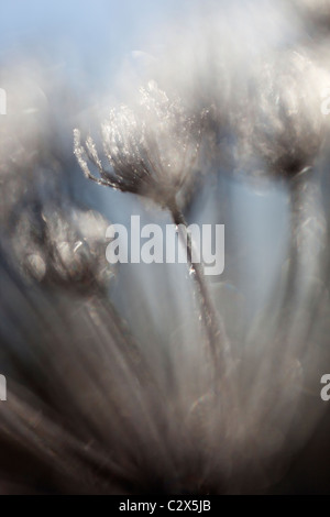 Mattierte Seedhead detail, Karotte Familie Apiaceae, Northumberland, UK Stockfoto