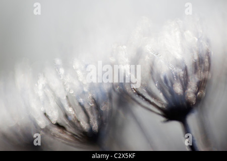 Mattierte Seedhead detail, Karotte Familie Apiaceae, Northumberland, UK Stockfoto