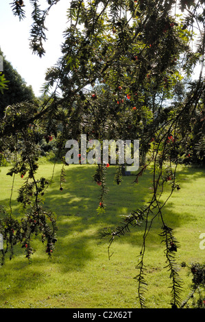 Eibe, Taxus baccata Stockfoto