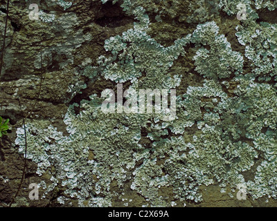 Flechten Lecanora Muralis, Thallus auf Felsen Stockfoto