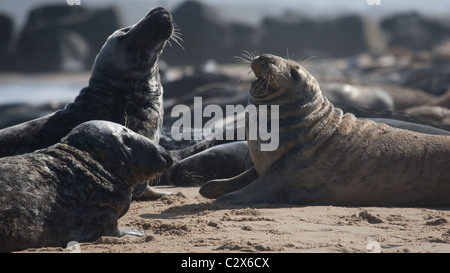 Grey Seal Colony geschleppt, am Strand Stockfoto