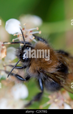 Baum-Biene (Bombus Hypnorum) auf Blüten der Pyracantha 'Orange Glow' Stockfoto