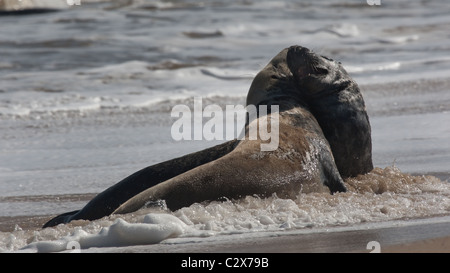 Kegelrobben an der Küste tummeln Stockfoto