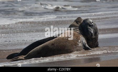 Kegelrobben an der Küste tummeln Stockfoto