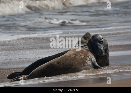 Kegelrobben an der Küste tummeln Stockfoto