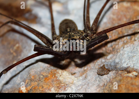 Peitsche Scorpion - Puerto Rico Stockfoto