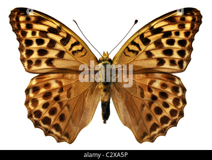 Makroaufnahme einer weiblichen Silber gewaschen Fritillary Butterfly (Argynnis Paphia) isoliert auf weißem Hintergrund Stockfoto