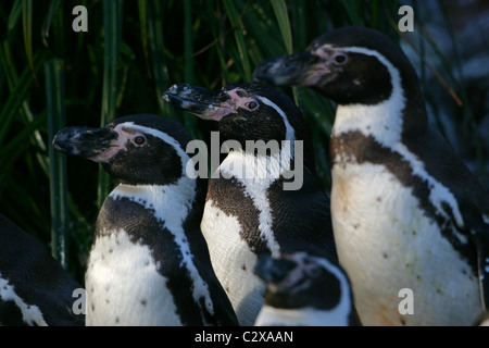Gruppe von [Humboldt Pinguin] [Spheniscus Humboldti] Stockfoto