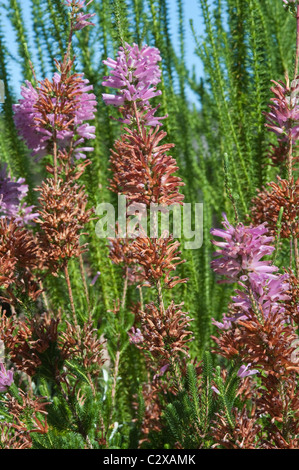 Erica Verticillata ausgestorben im wilden Blumen im Kirstenbosch National Botanical Garden Kapstadt Western Cape Südafrika Stockfoto