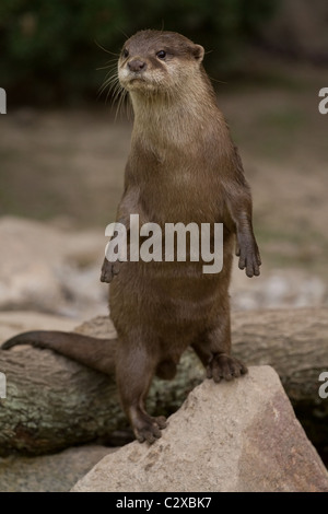 Otter Stockfoto