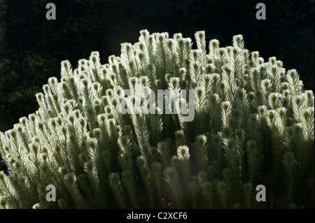 Featherhead (Phylica Pubescens) hinterleuchteten Kirstenbosch National Botanic Garden Kapstadt Western Cape in Südafrika Stockfoto