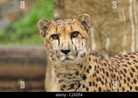 Profil eines Geparden Stockfoto