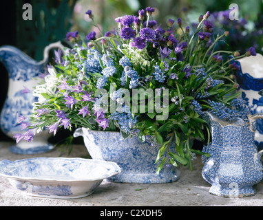 Kenneth Turner angeordnet blau lila Frühlingsblumen in blauen Weißware Stockfoto