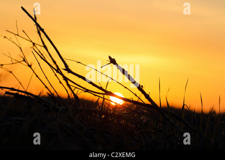 Lagerfeuer Sonnenuntergang Rasen Zweige Holz orange gelb Himmel brennt hell Stockfoto