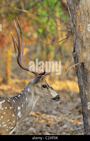 Dominante männliche chital oder gefleckte Hirsch mit Geweih Trinkwasser im Gir-Nationalpark, Gujarat, Indien Stockfoto